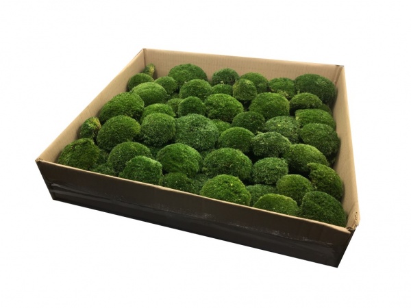 Preserved Swedish Pillow Moss/ Ball Moss Dark Green 0,5 - 0,6m2 Large Bulk Wholesale Box